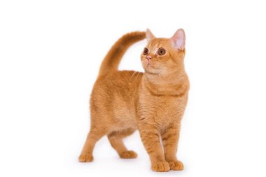 Beyaz arka planda İngiliz kırmızı kedisi