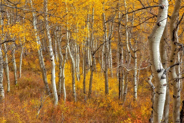 Golden aspens in the Wasatch mountains Utah.