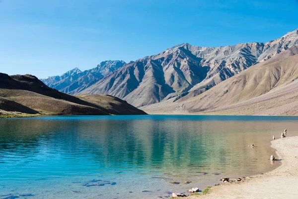 Himachal Pradesh, Hindistan - Lahaul ve Spiti 'deki Chandra Taal (Ay Gölü), Himachal Pradesh, Hindistan. Ramsar Sözleşmesi 'nin bir parçası, Chandertal Bataklıkları..