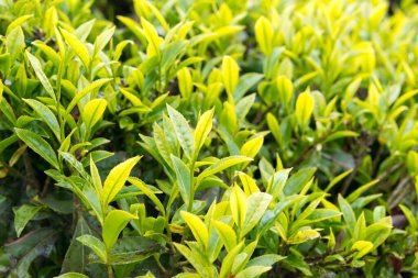 Darjeeling, Hindistan - Darjeeling, Batı Bengal, Hindistan 'da Mutlu Vadi Çay Evi' nde çay yaprağı. Darjeeling çayları dünyanın en iyi çaylarından biri olarak kabul edilir..