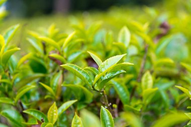 Darjeeling, Hindistan - Darjeeling, Batı Bengal, Hindistan 'da Mutlu Vadi Çay Evi' nde çay yaprağı. Darjeeling çayları dünyanın en iyi çaylarından biri olarak kabul edilir..