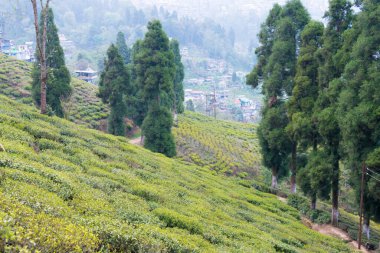 Darjeeling, Hindistan - Darjeeling, Batı Bengal, Hindistan 'daki Mutlu Vadi Çay Konağı' ndaki Çay Çiftlikleri. Darjeeling çayları dünyanın en iyi çaylarından biri olarak kabul edilir..