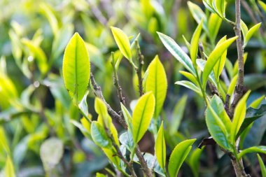 Darjeeling, Hindistan - Darjeeling, Batı Bengal, Hindistan 'da Mutlu Vadi Çay Evi' nde çay yaprağı. Darjeeling çayları dünyanın en iyi çaylarından biri olarak kabul edilir..
