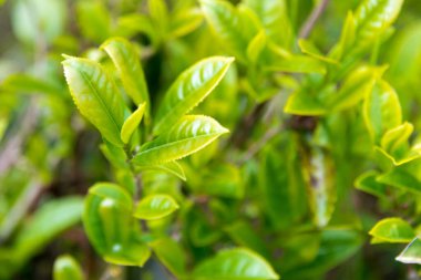 Darjeeling, Hindistan - Darjeeling, Batı Bengal, Hindistan 'da Mutlu Vadi Çay Evi' nde çay yaprağı. Darjeeling çayları dünyanın en iyi çaylarından biri olarak kabul edilir..