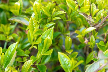 Darjeeling, Hindistan - Darjeeling, Batı Bengal, Hindistan 'da Mutlu Vadi Çay Evi' nde çay yaprağı. Darjeeling çayları dünyanın en iyi çaylarından biri olarak kabul edilir..