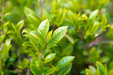 Darjeeling, Hindistan - Darjeeling, Batı Bengal, Hindistan 'da Mutlu Vadi Çay Evi' nde çay yaprağı. Darjeeling çayları dünyanın en iyi çaylarından biri olarak kabul edilir..