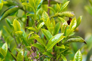 Darjeeling, Hindistan - Darjeeling, Batı Bengal, Hindistan 'da Mutlu Vadi Çay Evi' nde çay yaprağı. Darjeeling çayları dünyanın en iyi çaylarından biri olarak kabul edilir..