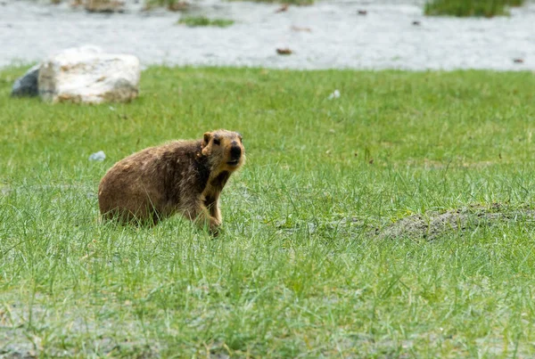 Ladakh India Marmota Del Himalaya Pangong Tso Chang Pass Ladakh —  Fotos de Stock