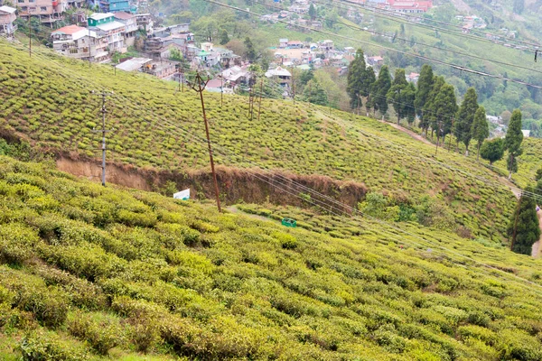 Darjeeling Indien Teeplantagen Happy Valley Tea Estate Darjeeling Westbengalen Indien — Stockfoto