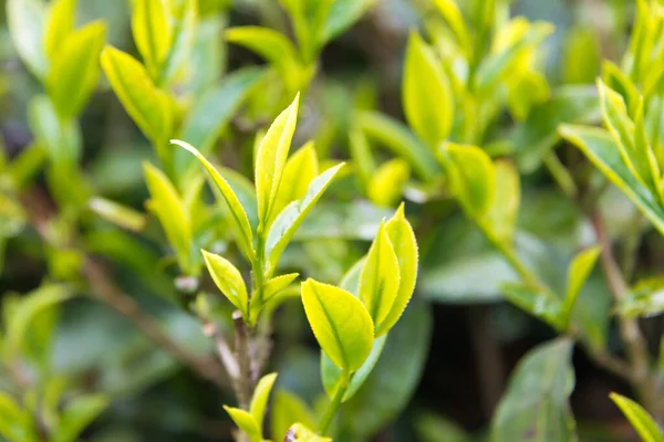 Darjeeling, India - Tea leaf on Happy Valley Tea Estate in Darjeeling, West Bengal, India. Darjeeling teas are regarded as one of the best world wide.