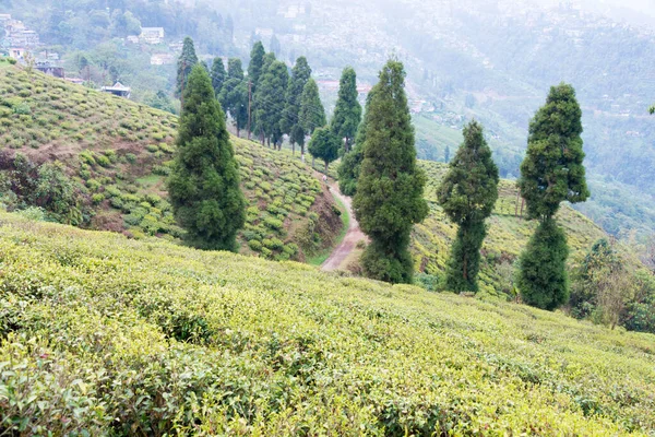 Darjeeling India Theeplantages Happy Valley Tea Estate Darjeeling West Bengalen — Stockfoto