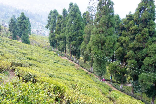 Darjeeling India Theeplantages Happy Valley Tea Estate Darjeeling West Bengalen — Stockfoto