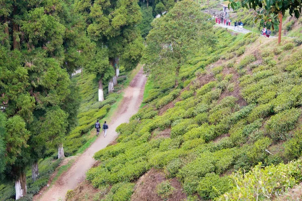 Darjeeling, India - Tea Plantations at Happy Valley Tea Estate in Darjeeling, West Bengal, India. Darjeeling teas are regarded as one of the best world wide.