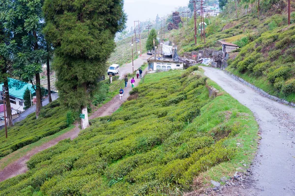 印度大吉岭 印度西孟加拉邦大吉岭快乐谷茶园的茶园 大吉岭茶被认为是世界上最好的茶之一 — 图库照片