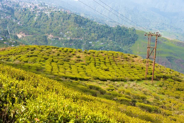 Darjeeling, India - Tea Plantations at Happy Valley Tea Estate in Darjeeling, West Bengal, India. Darjeeling teas are regarded as one of the best world wide.