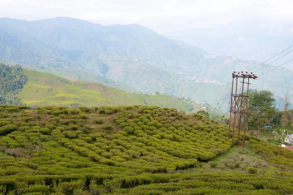 印度大吉岭 印度西孟加拉邦大吉岭快乐谷茶园的茶园 大吉岭茶被认为是世界上最好的茶之一 — 图库照片
