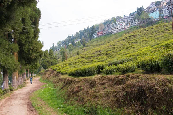 Darjeeling Índia Tea Plantations Happy Valley Tea Estate Darjeeling Bengala — Fotografia de Stock