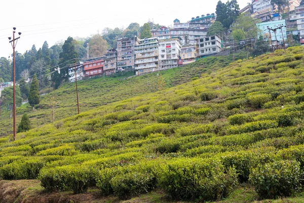 印度大吉岭 印度西孟加拉邦大吉岭快乐谷茶园的茶园 大吉岭茶被认为是世界上最好的茶之一 — 图库照片