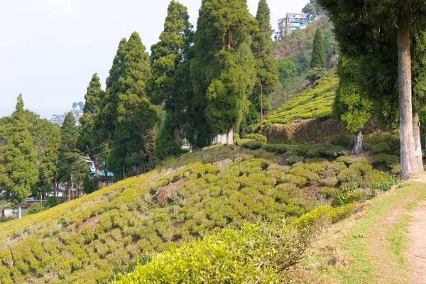 印度大吉岭 印度西孟加拉邦大吉岭快乐谷茶园的茶园 大吉岭茶被认为是世界上最好的茶之一 — 图库照片