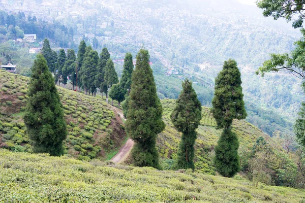 Darjeeling, India - Tea Plantations at Happy Valley Tea Estate in Darjeeling, West Bengal, India. Darjeeling teas are regarded as one of the best world wide.