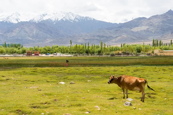Ladakh Indien Schöne Aussicht Vom Shey Village Ladakh Jammu Und — Stockfoto