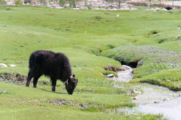 Ladakh Indien Grünland Dorf Hemis Shukpachan Sham Valley Ladakh Jammu — Stockfoto