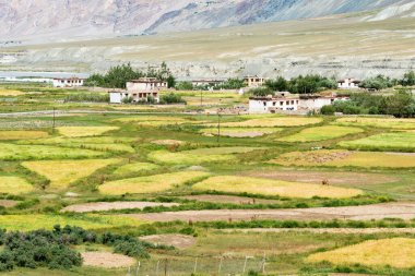 Zanskar, Hindistan - Zanskar, Ladakh, Jammu ve Kashmir, Hindistan 'da Karsha ve Padum Arasından güzel manzara.