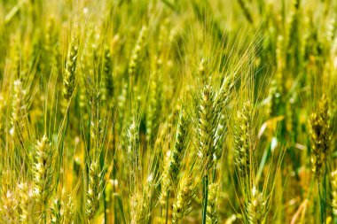 Zanskar, Hindistan - Hindistan 'ın Zanskar, Ladakh, Jammu ve Kashmir Padum köyündeki buğday tarlası.