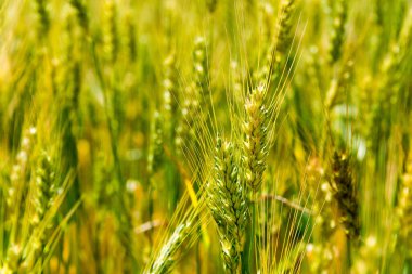 Zanskar, Hindistan - Hindistan 'ın Zanskar, Ladakh, Jammu ve Kashmir Padum köyündeki buğday tarlası.