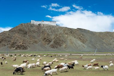 Ladakh, Hindistan - Hanle, Ladakh, Jammu ve Kaşmir 'deki Hanle Manastırı (Hanle Gompa).