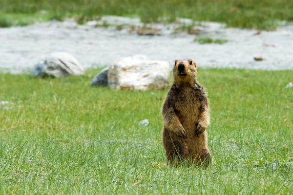 Ladakh Inde Marmotte Himalayenne Entre Pangong Tso Chang Pass Ladakh — Photo