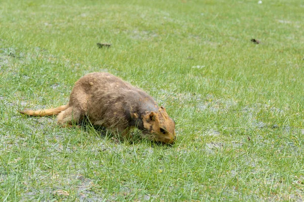 Ladakh India Marmota Del Himalaya Pangong Tso Chang Pass Ladakh — Foto de Stock