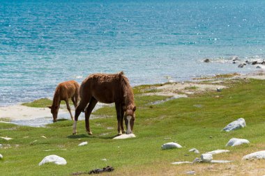Ladakh, Hindistan - Ladakh, Hindistan 'da Spangmik ve Maan arasında Pangong Gölü manzaralı at.
