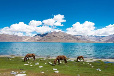 Ladakh, Hindistan - Ladakh, Hindistan 'da Spangmik ve Maan arasında Pangong Gölü manzaralı at.