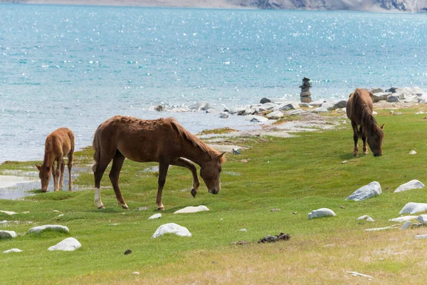 Ladakh Indien Pferd Pangong Lake Blick Von Zwischen Spangmik Und — Stockfoto