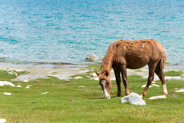 Ladakh Indien Pferd Pangong Lake Blick Von Zwischen Spangmik Und — Stockfoto