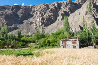 Ladakh, Hindistan - Ladakh, Jammu ve Kashmir 'deki Türk köyünde buğday tarlası.