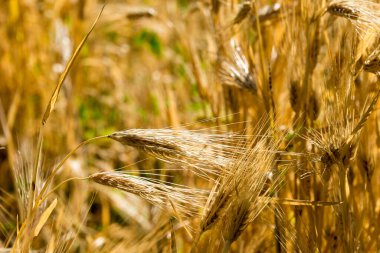 Ladakh, Hindistan - Ladakh, Jammu ve Kashmir 'deki Türk köyünde buğday tarlası.