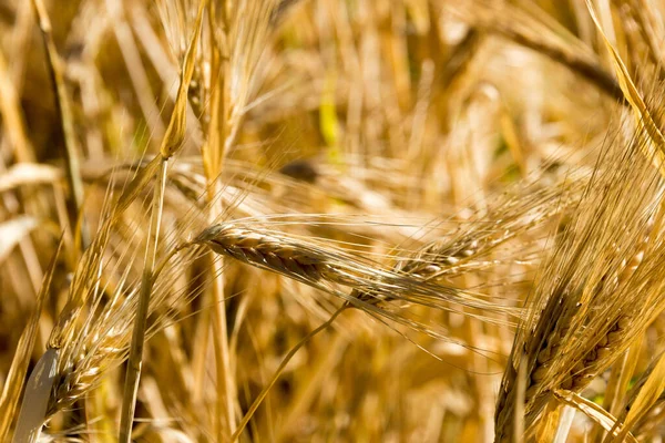 Ladakh, Hindistan - Ladakh, Jammu ve Kashmir 'deki Türk köyünde buğday tarlası.