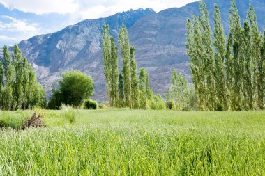 Ladakh, Hindistan - Nubra Vadisi 'ndeki Panamik Köyü' nde buğday tarlası, Ladakh, Jammu ve Kashmir, Hindistan.