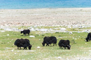 Ladakh, Hindistan - Ladakh, Jammu ve Kashmir 'deki Pangong Gölü' nde Yak. Göl, Himalayalar 'da yaklaşık 4350 metre yükseklikte bulunan bir endorheik göl..