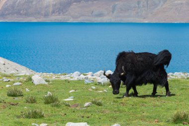 Ladakh, Hindistan - Ladakh, Jammu ve Kashmir 'deki Pangong Gölü' nde Yak. Göl, Himalayalar 'da yaklaşık 4350 metre yükseklikte bulunan bir endorheik göl..