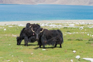 Ladakh, Hindistan - Ladakh, Jammu ve Kashmir 'deki Pangong Gölü' nde Yak. Göl, Himalayalar 'da yaklaşık 4350 metre yükseklikte bulunan bir endorheik göl..