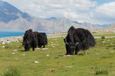 Ladakh, Hindistan - Ladakh, Jammu ve Kashmir 'deki Pangong Gölü' nde Yak. Göl, Himalayalar 'da yaklaşık 4350 metre yükseklikte bulunan bir endorheik göl..