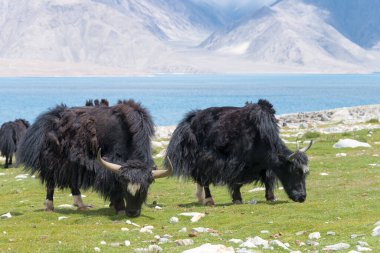 Ladakh, Hindistan - Ladakh, Jammu ve Kashmir 'deki Pangong Gölü' nde Yak. Göl, Himalayalar 'da yaklaşık 4350 metre yükseklikte bulunan bir endorheik göl..