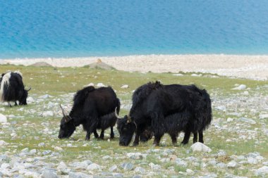 Ladakh, Hindistan - Ladakh, Jammu ve Kashmir 'deki Pangong Gölü' nde Yak. Göl, Himalayalar 'da yaklaşık 4350 metre yükseklikte bulunan bir endorheik göl..