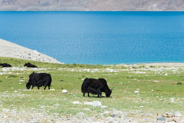 Ladakh Indien Yak Pangong See Ladakh Jammu Und Kaschmir Indien — Stockfoto