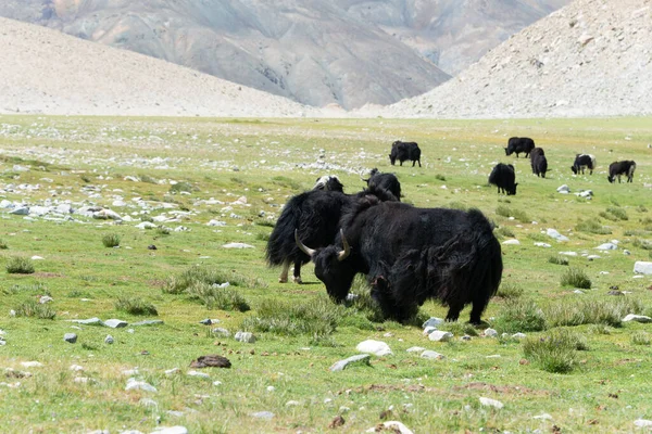 Ladakh India Yak Lago Pangong Ladakh Jammu Cachemira India Lago —  Fotos de Stock