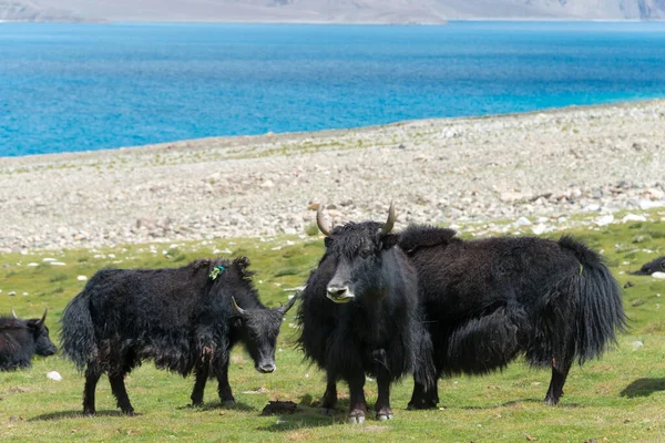 Ladakh Indien Yak Pangong See Ladakh Jammu Und Kaschmir Indien — Stockfoto