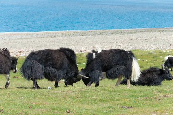 Ladakh Indien Yak Pangong See Ladakh Jammu Und Kaschmir Indien — Stockfoto